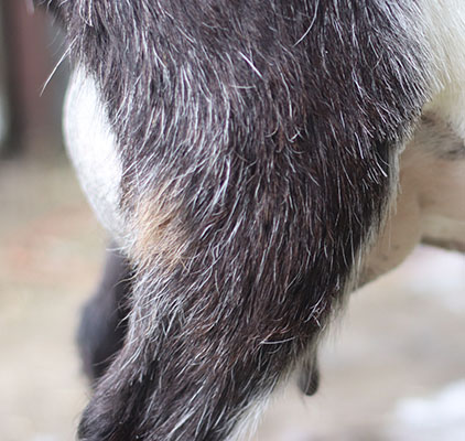 pandora udder